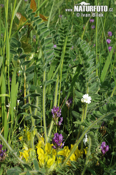 Purple Milk-vetch (Astragalus danicus)