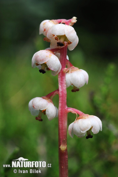 Pyrola minor