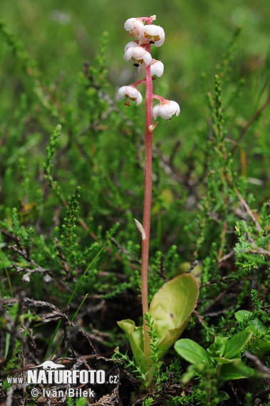 Pyrola minor