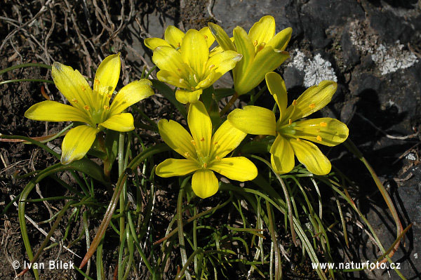 Radnor lily (Gagea bohemica)