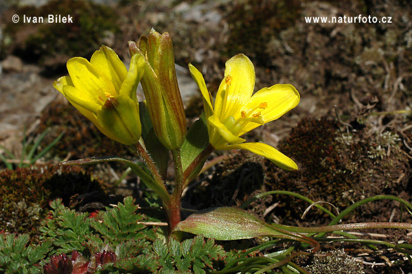 Radnor lily (Gagea bohemica)