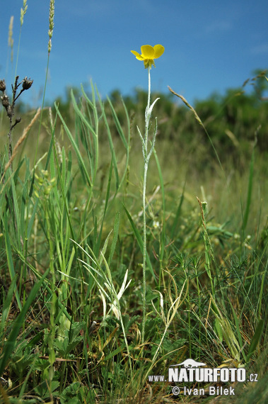 Ranunculus illyricus