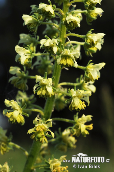 Reseda lutea