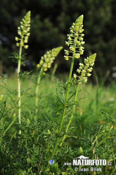 Reseda lutea