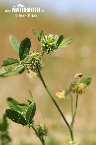 rifolium parviflorum Ehrh. S