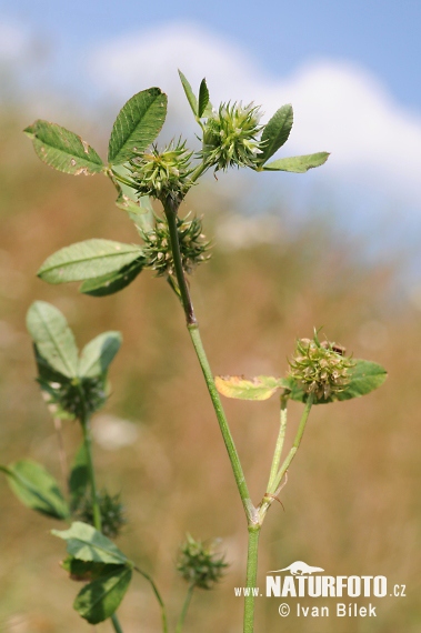 rifolium parviflorum Ehrh. S