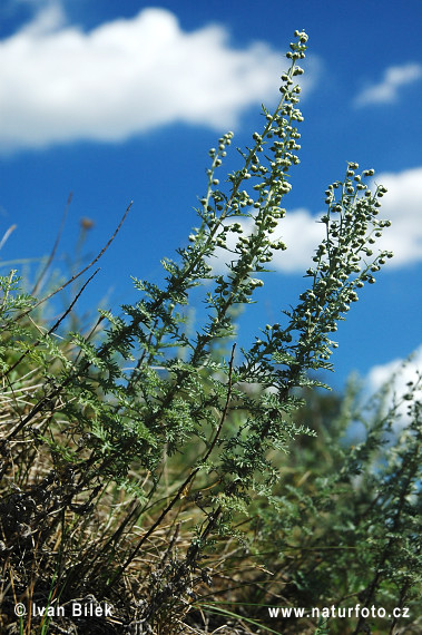 Roman Wormwood (Artemisia pontica)