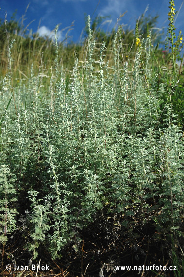 Roman Wormwood (Artemisia pontica)