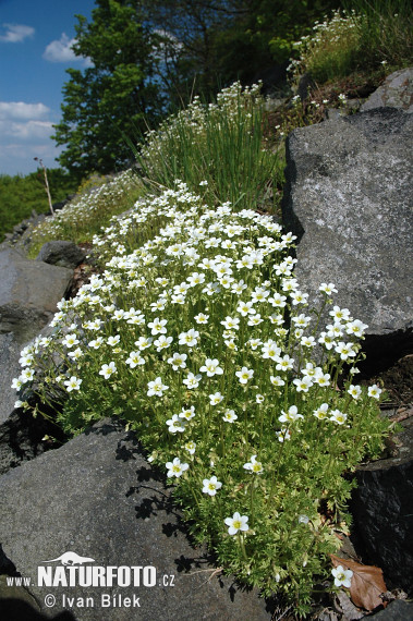 Roosjessteenbreek - Topsteenbreek