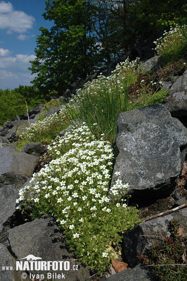 Roosjessteenbreek - Topsteenbreek