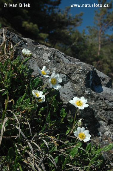 Rosa de roca