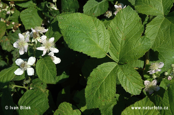 Rubus amphimalacus