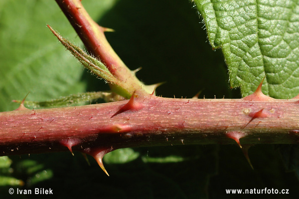 Rubus amphimalacus