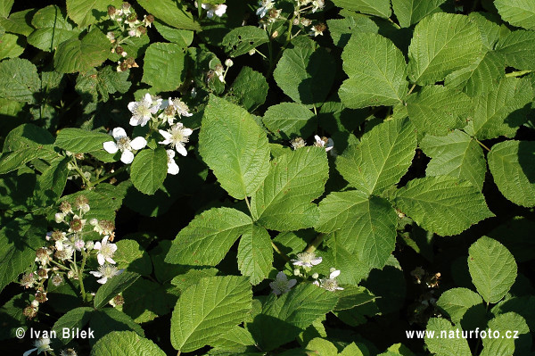 Rubus amphimalacus