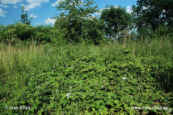 Rubus amphimalacus