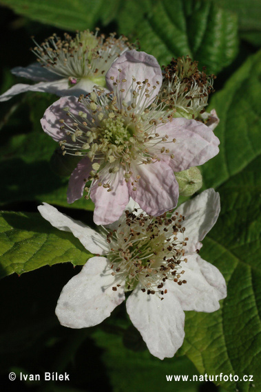 Rubus amphimalacus (Rubus amphimalacus)