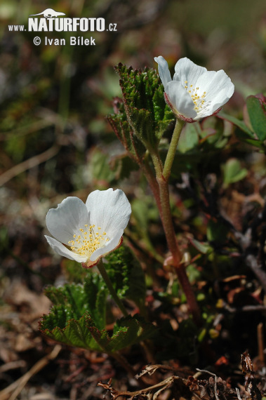 Rubus chamaemorus