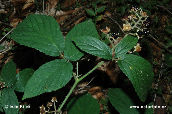 Rubus lividus