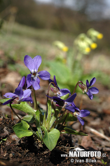 Ruig viooltje