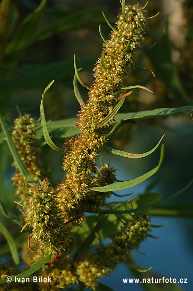 Rumex maritimus