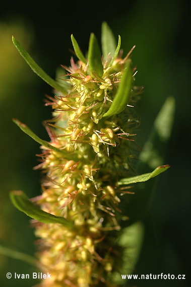 Rumex maritimus