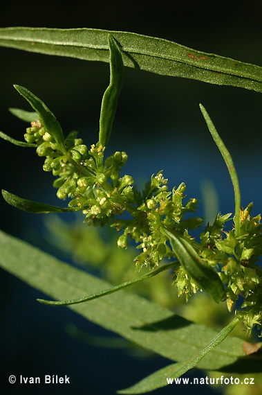 Rumex maritimus