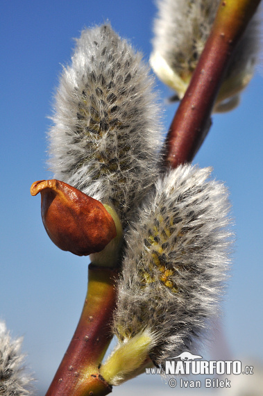 Salix caprea