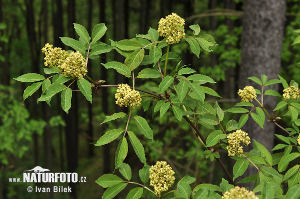 Sambucus racemosa