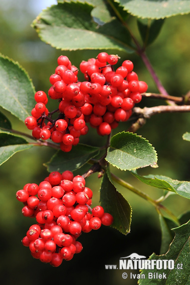 Sambucus racemosa