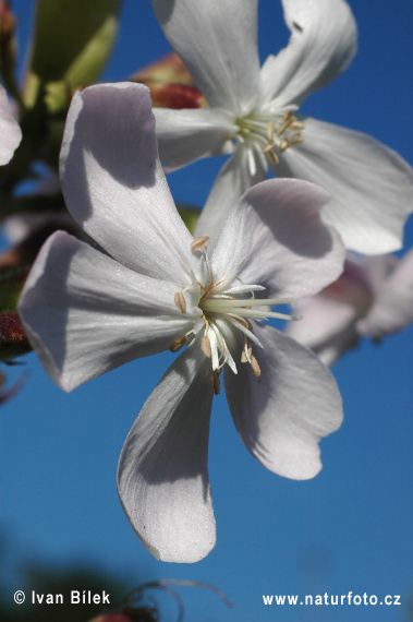 Saponaire officinale