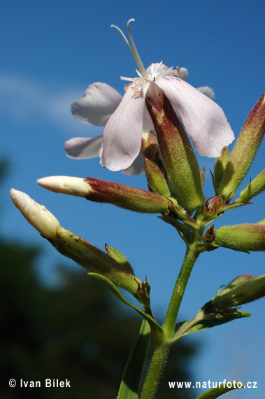 Saponaire officinale