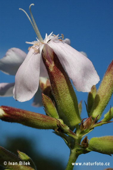 Saponaire officinale