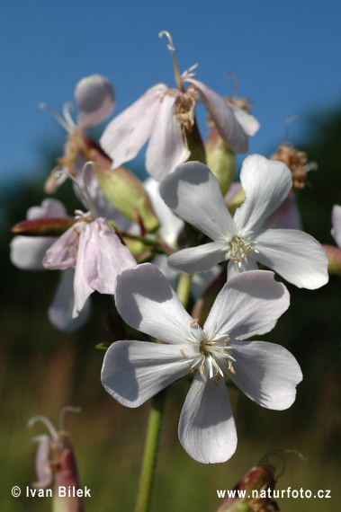 Saponaria officinalis