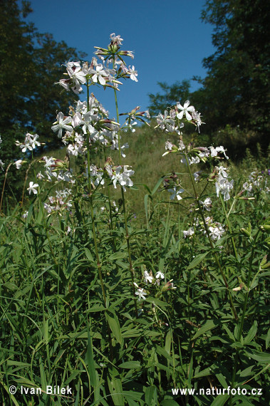 Saponaria officinalis