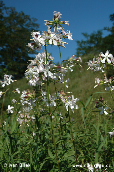 Saponaria officinalis