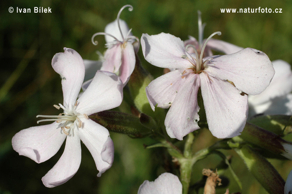 Saponaria officinalis