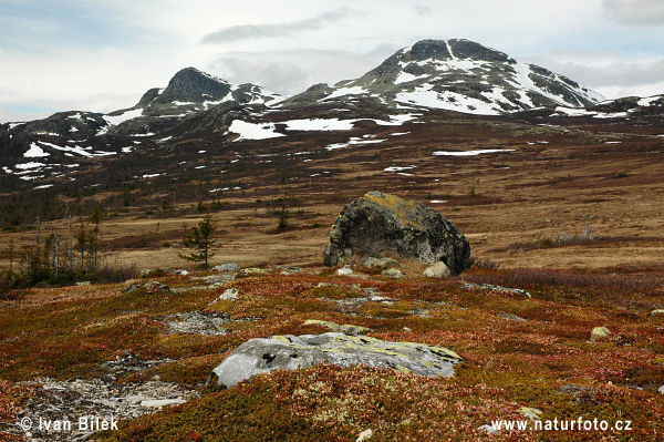 Sauðamergur