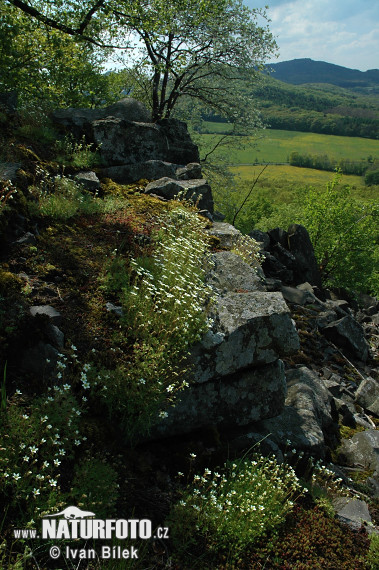 Saxifraga rosacea subsp. sponhemica