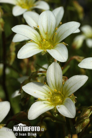 Saxifraga rosacea subsp. sponhemica