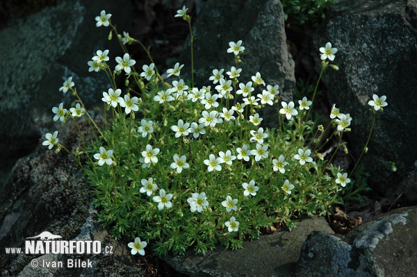 Saxifraga rosacea subsp. sponhemica