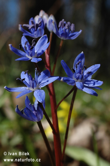 Scilla vindobonenesis