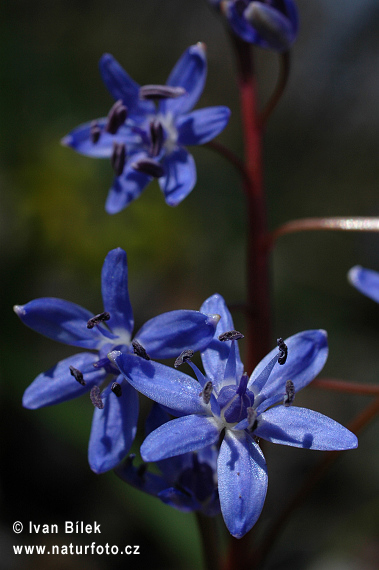 Scilla vindobonenesis