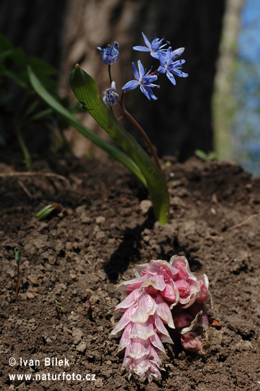 Scilla vindobonenesis