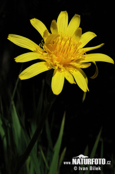 Scorzonera humilis