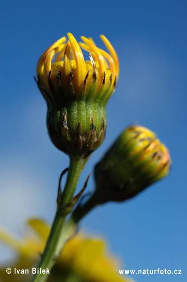 Senecio inaequidens