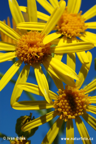 Senecio jacobaea