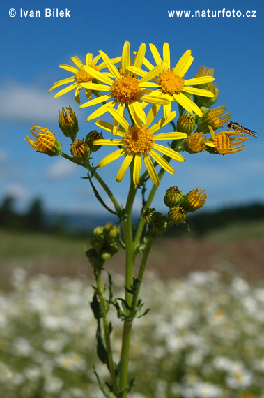 Senecione di San Giacomo