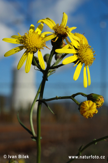 Senecione sudafricano