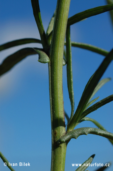 Senecione sudafricano