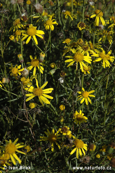 Senecione sudafricano